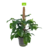 Philodendron Squamiferum Piramide Op Mosstok - P24 H70 - Kamerplant -FloraHome Verkoopwinkel philodendron squamiferum piramide op mosstok p24 h70 1