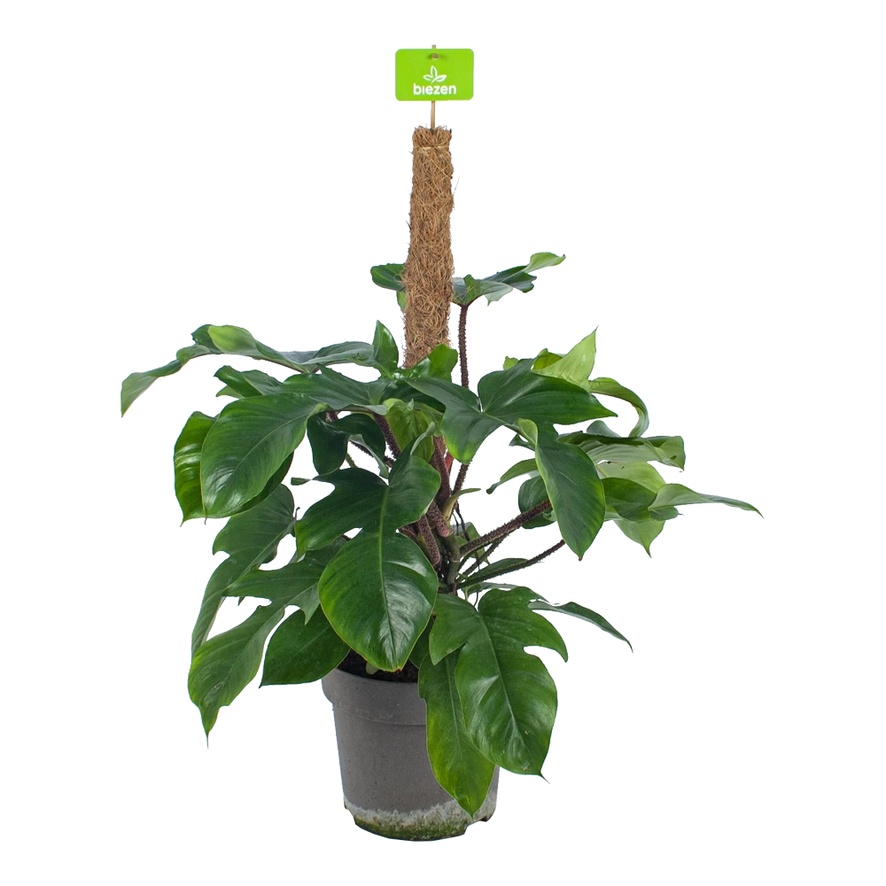 Groene Oases Binnenhuis: Kentiapalmen & Philodendrons voor Een Gezond Leefklimaat 3 Philodendron Squamiferum Piramide Op Mosstok