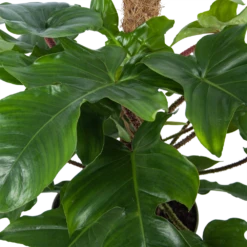 Philodendron Squamiferum Piramide Op Mosstok - P24 H70 - Kamerplant 7 Philodendron Squamiferum Piramide Op Mosstok - P24 H70 - Kamerplant -FloraHome Verkoopwinkel philodendron squamiferum piramide op mosstok p24 h70 5