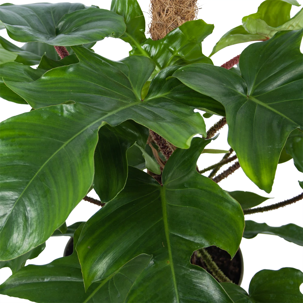 Philodendron Squamiferum Piramide Op Mosstok - P24 H70 - Kamerplant 4 Philodendron Squamiferum Piramide Op Mosstok - P24 H70 - Kamerplant - Afbeelding 2