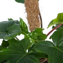 Philodendron Squamiferum Piramide Op Mosstok - P24 H70 - Kamerplant 8 Philodendron Squamiferum Piramide Op Mosstok - P24 H70 - Kamerplant -FloraHome Verkoopwinkel philodendron squamiferum piramide op mosstok p24 h70 6