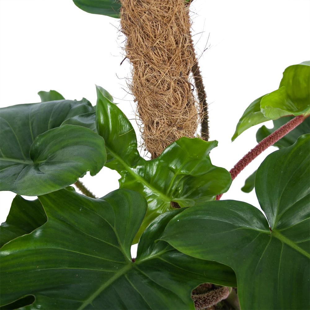 Philodendron Squamiferum Piramide Op Mosstok - P24 H70 - Kamerplant 5 Philodendron Squamiferum Piramide Op Mosstok - P24 H70 - Kamerplant - Afbeelding 3