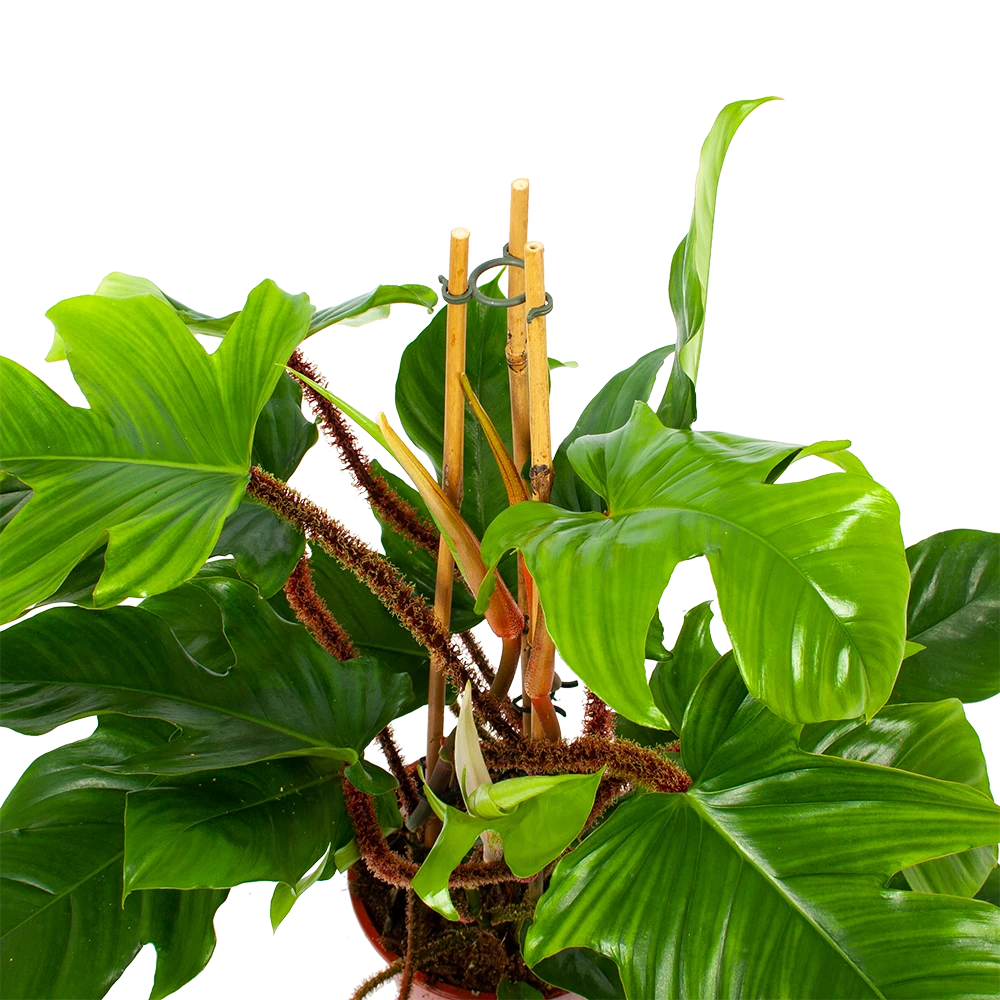 Philodendron Squamiferum Piramide - P19 H75 - Kamerplant 4 Philodendron Squamiferum Piramide - P19 H75 - Kamerplant - Afbeelding 2