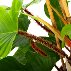 Philodendron Squamiferum Piramide - P19 H75 - Kamerplant 8 Philodendron Squamiferum Piramide - P19 H75 - Kamerplant -FloraHome Verkoopwinkel philodendron squamiferum piramide p19 h75 6 1