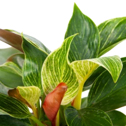 Philodendron White Wave - P13 H30 - Kamerplant -FloraHome Verkoopwinkel philodendron white wave p13 h30 5