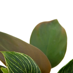 Philodendron White Wave - P13 H30 - Kamerplant -FloraHome Verkoopwinkel philodendron white wave p13 h30 6