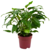 Philodendron Xanadu - P19 H50 - Kamerplant -FloraHome Verkoopwinkel philodendron xanadu p19 h50 4