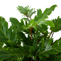 Philodendron Xanadu - P19 H50 - Kamerplant -FloraHome Verkoopwinkel philodendron xanadu p19 h50 5