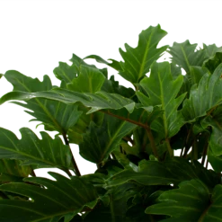 Philodendron Xanadu - P21 H60 - Kamerplant -FloraHome Verkoopwinkel philodendron xanadu p21 h60 5