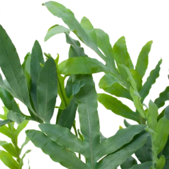 Phlebodium Areum Blue Star - Blauwvaren - P19 H60 - Kamerplant 6 Phlebodium Areum Blue Star - Blauwvaren - P19 H60 - Kamerplant -FloraHome Verkoopwinkel phlebodium areum blue star blauwvaren p19 h60 5 1