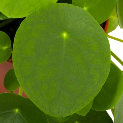 Pilea Peperomioides - Pannenkoekenplant - P15 H25 - Kamerplant -FloraHome Verkoopwinkel pilea peperomioides pannenkoekenplant p15 h25 5