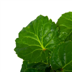 Polyscias Fabian - Aralia - P19 H65 - Kamerplant -FloraHome Verkoopwinkel polyscias fabian aralia p19 h65 5