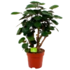 Polyscias Lemon - Aralia - P19 H65 - Kamerplant -FloraHome Verkoopwinkel polyscias lemon aralia p19 h65 4