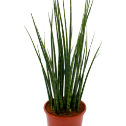 Sansevieria Fernwoord Mikado - Vrouwentong - P19 H75 - Kamerplant 6 Sansevieria Fernwoord Mikado - Vrouwentong - P19 H75 - Kamerplant -FloraHome Verkoopwinkel sansevieria fernwoord mikado vrouwentong p19 h75 5 2