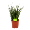 Sansevieria Fernwoord Punk - Vrouwentong - P14 H45 - Kamerplant -FloraHome Verkoopwinkel sansevieria fernwoord punk vrouwentong p14 h45 1 2
