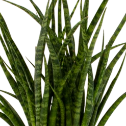 Sansevieria Fernwoord Punk - Vrouwentong - P14 H45 - Kamerplant 6 Sansevieria Fernwoord Punk - Vrouwentong - P14 H45 - Kamerplant -FloraHome Verkoopwinkel sansevieria fernwoord punk vrouwentong p14 h45 5 2