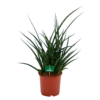 Sansevieria Fernwoord Punk - Vrouwentong - P17 H60 - Kamerplant -FloraHome Verkoopwinkel sansevieria fernwoord punk vrouwentong p17 h60 kamerplant 1