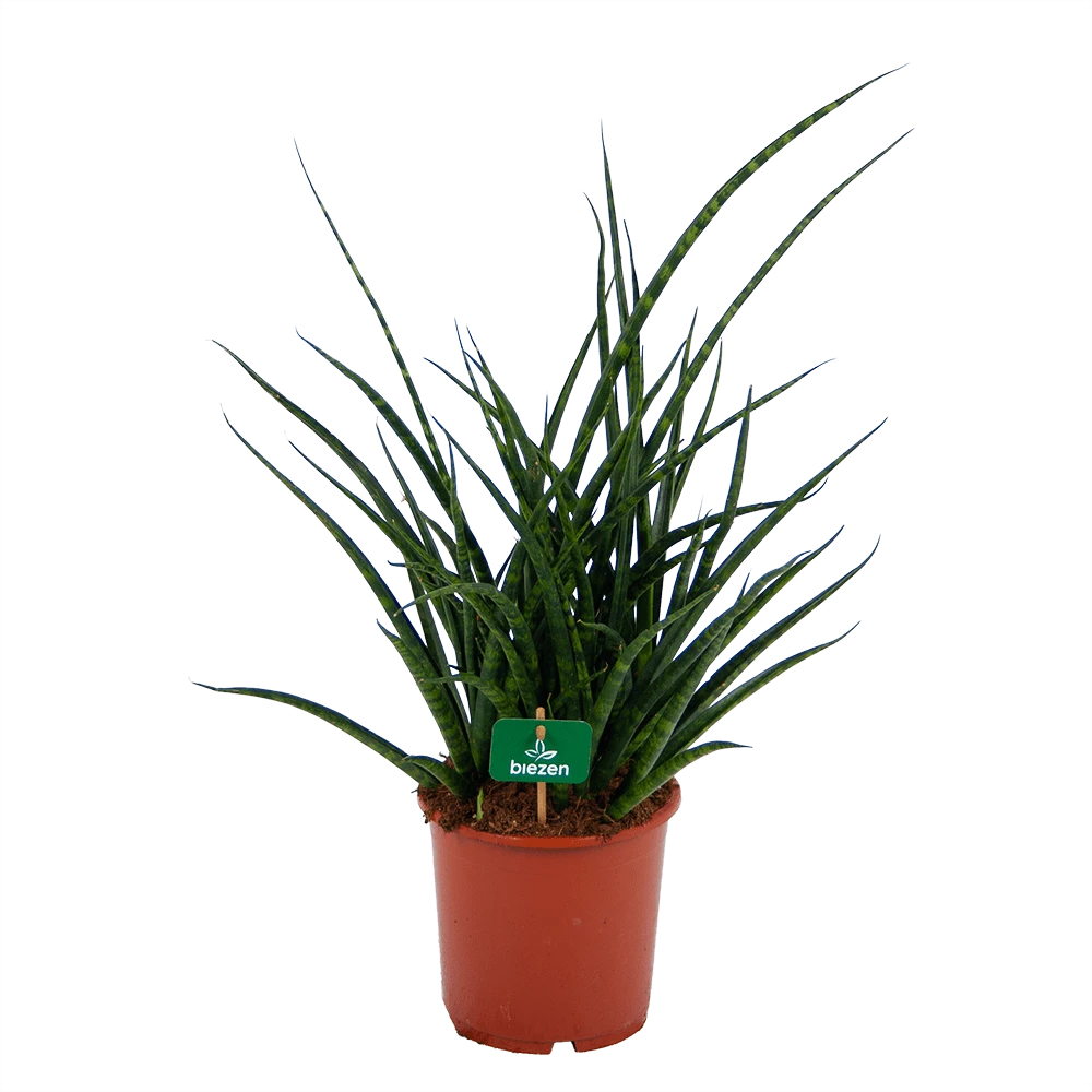 Sansevieria Fernwoord Punk - Vrouwentong - P17 H60 - Kamerplant 3 Sansevieria Fernwoord Punk - Vrouwentong - P17 H60 - Kamerplant