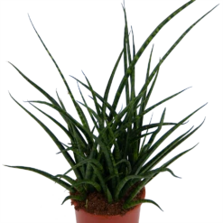 Sansevieria Fernwoord Punk - Vrouwentong - P17 H60 - Kamerplant 6 Sansevieria Fernwoord Punk - Vrouwentong - P17 H60 - Kamerplant -FloraHome Verkoopwinkel sansevieria fernwoord punk vrouwentong p17 h60 kamerplant 2
