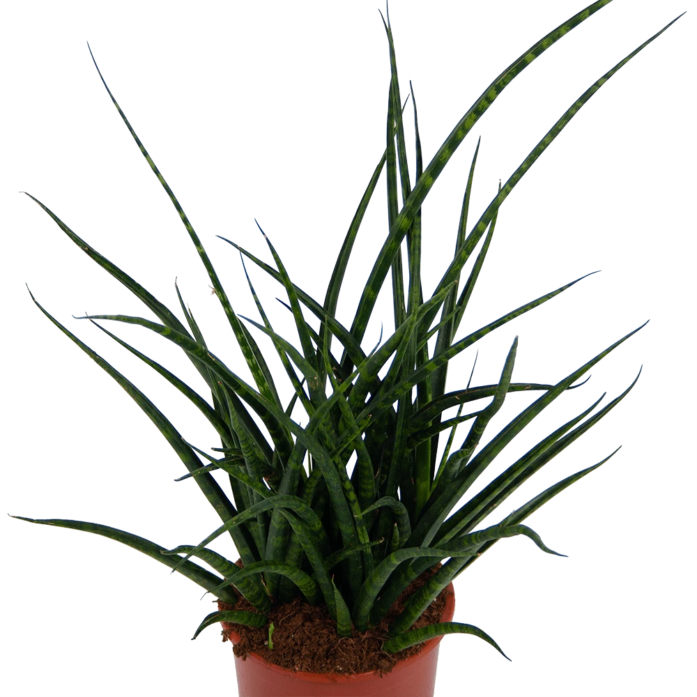 Sansevieria Fernwoord Punk - Vrouwentong - P17 H60 - Kamerplant 4 Sansevieria Fernwoord Punk - Vrouwentong - P17 H60 - Kamerplant - Afbeelding 2
