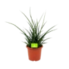 Sansevieria Fernwoord Punk - Vrouwentong - P25 H60 - Kamerplant 1 Sansevieria Fernwoord Punk - Vrouwentong - P25 H60 - Kamerplant -FloraHome Verkoopwinkel sansevieria fernwoord punk vrouwentong p25 h60 1 2