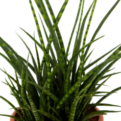 Sansevieria Fernwoord Punk - Vrouwentong - P25 H60 - Kamerplant -FloraHome Verkoopwinkel sansevieria fernwoord punk vrouwentong p25 h60 5 2