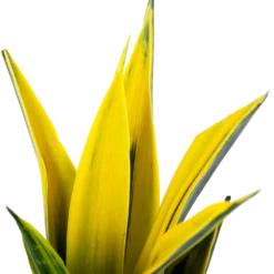 Sansevieria Gold Flame - Vrouwentong - P17 H50 - Kamerplant -FloraHome Verkoopwinkel sansevieria gold flame vrouwentong p17 h50 5
