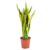 Sansevieria Laurentii - Vrouwentong - P21 H80 - Kamerplant -FloraHome Verkoopwinkel sansevieria laurentii vrouwentong p21 h80 kamerplant 1