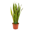 Sansevieria Laurentii - Vrouwentong - P30 H110 - Kamerplant -FloraHome Verkoopwinkel sansevieria laurentii vrouwentong p30 h110 kamerplant 1