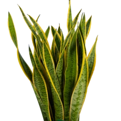 Sansevieria Laurentii - Vrouwentong - P30 H110 - Kamerplant -FloraHome Verkoopwinkel sansevieria laurentii vrouwentong p30 h110 kamerplant 3