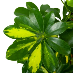 Schefflera Arboricola Gold Capella Mosstok - Vingerboom - P19 H75 - Kamerplant -FloraHome Verkoopwinkel schefflera arboricola gold capella vingerboom p19 h75 5