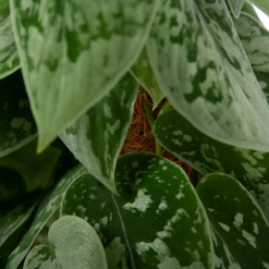 Scindapsus Pictus Silvery Ann Op Mosstok - Epipremnum - P15 H60 - Kamerplant -FloraHome Verkoopwinkel scindapsus pictus silvery ann op mosstok epipremnum p15 h60 4 2