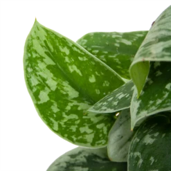 Scindapsus Pictus Silvery Ann Op Mosstok - Epipremnum - P15 H60 - Kamerplant -FloraHome Verkoopwinkel scindapsus pictus silvery ann op mosstok epipremnum p15 h60 6 3