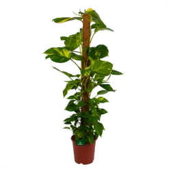 Scindapsus Pinnatum Aureum Op Mosstok - Epipremnum - P27 H150 - Kamerplant