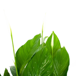Spathiphyllum Wallisii - Lepelplant - P19 H80 Wit - Kamerplant -FloraHome Verkoopwinkel spathiphyllum wallisii lepelplant p19 h80 wit 5