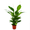 Spathiphyllum Wallisii - Lepelplant - P24 H120 Wit - Kamerplant -FloraHome Verkoopwinkel spathiphyllum wallisii lepelplant p24 h120 wit 4