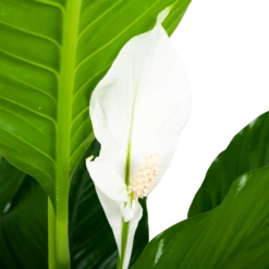 Spathiphyllum Wallisii - Lepelplant - P24 H120 Wit - Kamerplant -FloraHome Verkoopwinkel spathiphyllum wallisii lepelplant p24 h120 wit 5