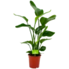 Strelitzia Nicolai - Paradijsvogelpant - P19 H80 - Kamerplant -FloraHome Verkoopwinkel strelitzia nicolai paradijsvogelpant p19 h80 4