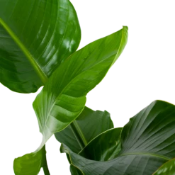 Strelitzia Nicolai - Paradijsvogelpant - P19 H80 - Kamerplant -FloraHome Verkoopwinkel strelitzia nicolai paradijsvogelpant p19 h80 5