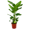 Strelitzia Nicolai - Paradijsvogelpant - P24 H100 - Kamerplant -FloraHome Verkoopwinkel strelitzia nicolai paradijsvogelpant p24 h100 1 3