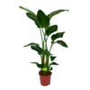 Strelitzia Nicolai - Paradijsvogelpant - P27 H180 - Kamerplant -FloraHome Verkoopwinkel strelitzia nicolai paradijsvogelpant p27 h180 1 1 1