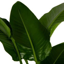 Strelitzia Nicolai - Paradijsvogelpant - P27 H180 - Kamerplant -FloraHome Verkoopwinkel strelitzia nicolai paradijsvogelpant p27 h180 6 2