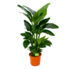 Strelitzia Nicolai - Paradijsvogelpant - P28 H130 - Kamerplant -FloraHome Verkoopwinkel strelitzia nicolai paradijsvogelpant p28 h130 1