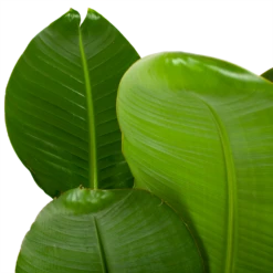 Strelitzia Nicolai - Paradijsvogelpant - P28 H130 - Kamerplant -FloraHome Verkoopwinkel strelitzia nicolai paradijsvogelpant p28 h130 5