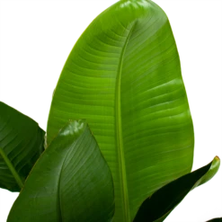 Strelitzia Nicolai - Paradijsvogelpant - P28 H130 - Kamerplant -FloraHome Verkoopwinkel strelitzia nicolai paradijsvogelpant p28 h130 6