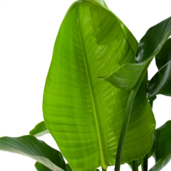 Strelitzia Nicolai - Paradijsvogelpant - P30 H130 - Kamerplant 8 Strelitzia Nicolai - Paradijsvogelpant - P30 H130 - Kamerplant -FloraHome Verkoopwinkel strelitzia nicolai paradijsvogelpant p30 h130 4