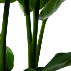 Strelitzia Nicolai - Paradijsvogelpant - P30 H130 - Kamerplant 9 Strelitzia Nicolai - Paradijsvogelpant - P30 H130 - Kamerplant -FloraHome Verkoopwinkel strelitzia nicolai paradijsvogelpant p30 h130 5