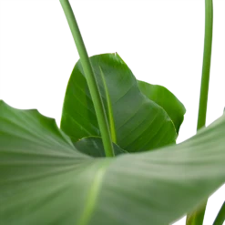 Strelitzia Nicolai - Paradijsvogelpant - P30 H130 - Kamerplant 10 Strelitzia Nicolai - Paradijsvogelpant - P30 H130 - Kamerplant -FloraHome Verkoopwinkel strelitzia nicolai paradijsvogelpant p30 h130 6