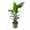 Strelitzia Nicolai - Paradijsvogelpant - P30 H130 - Kamerplant 2 Strelitzia Nicolai - Paradijsvogelpant - P30 H130 - Kamerplant -FloraHome Verkoopwinkel strelitzia nicolai paradijsvogelpant p30 h130 kamerplant