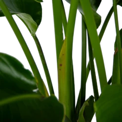 Strelitzia Nicolai - Paradijsvogelpant - P32,5 H165 - Kamerplant -FloraHome Verkoopwinkel strelitzia nicolai paradijsvogelpant p32 5 h165 6